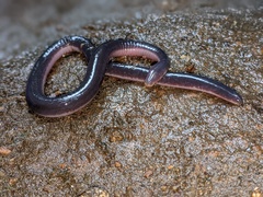 Scolecomorphus kirkii