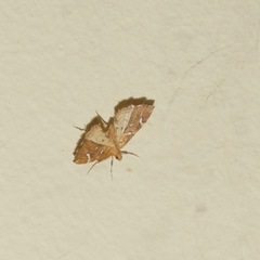 Musotima nitidalis