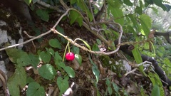 Lonicera alpigena