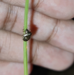 Dyroderes umbraculatus