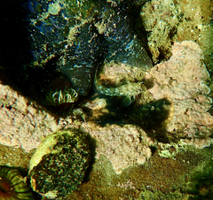 Parablennius tasmanianus