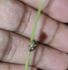 Dyroderes umbraculatus