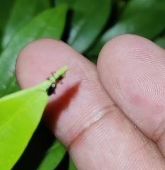 Cylas formicarius