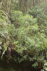 Brachyglottis kirkii