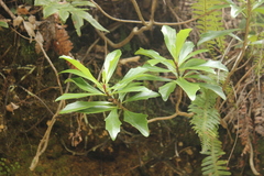 Brachyglottis kirkii