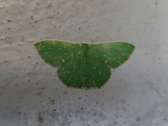 Prasinocyma iosticta