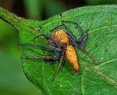 Oxyopes