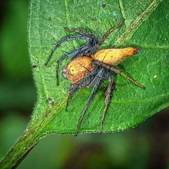 Oxyopes