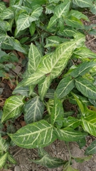 Syngonium podophyllum