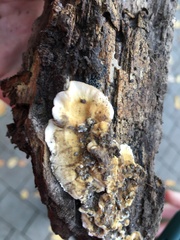 Merulius tremellosus