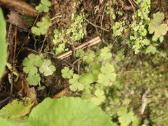 Hydrocotyle elongata