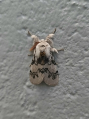 Iropoca rotundata