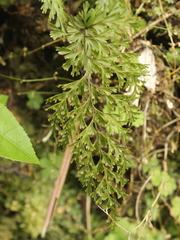 Hymenophyllum demissum