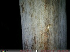 Paragryllacris combusta