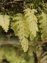 Hymenophyllum frankliniae