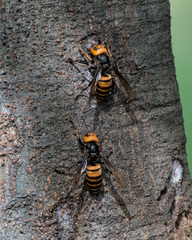 Vespa mandarinia japonica