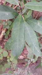 Turpinia formosana