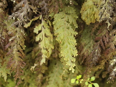 Hymenophyllum frankliniae