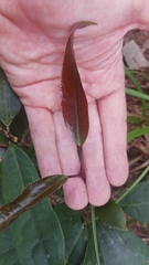 Turpinia formosana