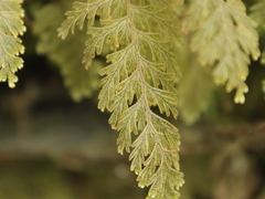Hymenophyllum frankliniae
