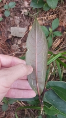 Turpinia formosana