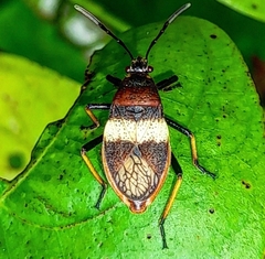Largus balteatus
