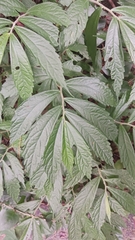 Elatostema lineolatum
