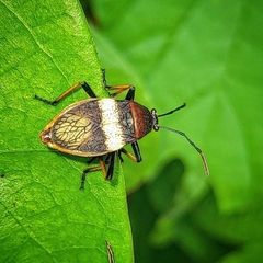 Largus balteatus