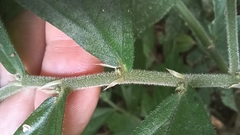 Elatostema lineolatum