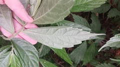 Elatostema lineolatum