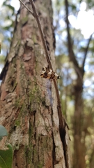 Philenora aspectalella