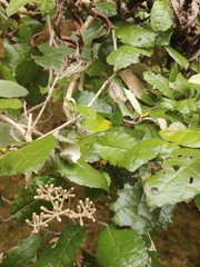 Olearia rani