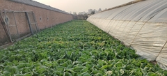 Brassica rapa pekinensis