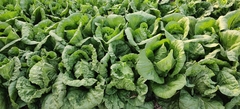 Brassica rapa pekinensis