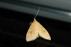 Mnesictena flavidalis