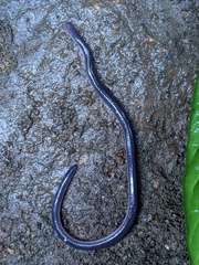 Scolecomorphus kirkii