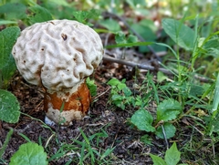 Calvatia craniiformis
