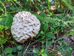 Calvatia craniiformis
