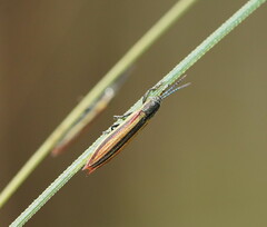Eurispa vittata