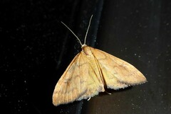 Mnesictena flavidalis