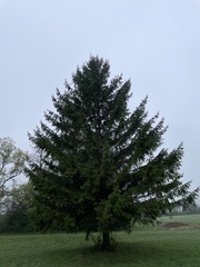 Picea abies