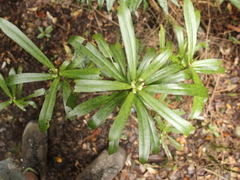 Myrsine salicina