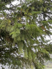 Picea abies