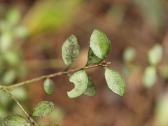 Neomyrtus pedunculata