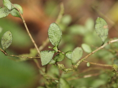 Neomyrtus pedunculata