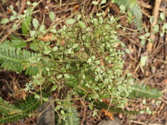 Neomyrtus pedunculata