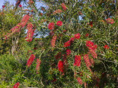 Melaleuca viminalis viminalis