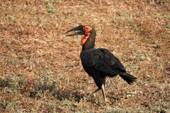 Bucorvus leadbeateri