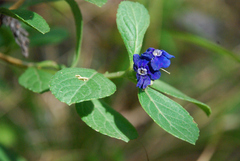 Verbenaceae
