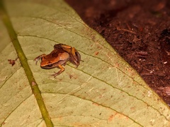 Arthroleptis xenodactyloides